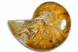 Polished Fossil Nautilus (Cymatoceras) - Madagascar #378985-1